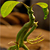 Bowtruckle icon 001 zps6xcjoxqh Copy.png