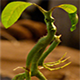 Bowtruckle icon 001 zps6xcjoxqh Copy