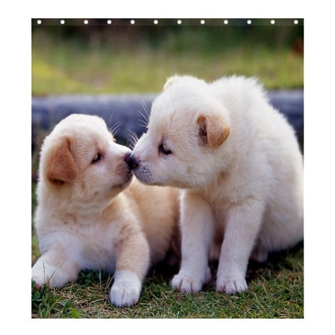 Shower0211 Bath Shower Curtain Dog Cute Couple Of White Dogs Nature Animal Beautiful Design Fantasy.jpg