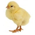 chick120.jpg