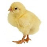 chick120