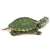 turtle120