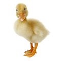 duck120.jpg