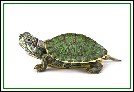 turtle456.jpg
