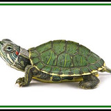 turtle456