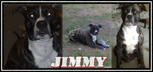 jimmybannerhl7 1.gif