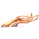 DJC 003