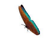 butterfly ani2.gif