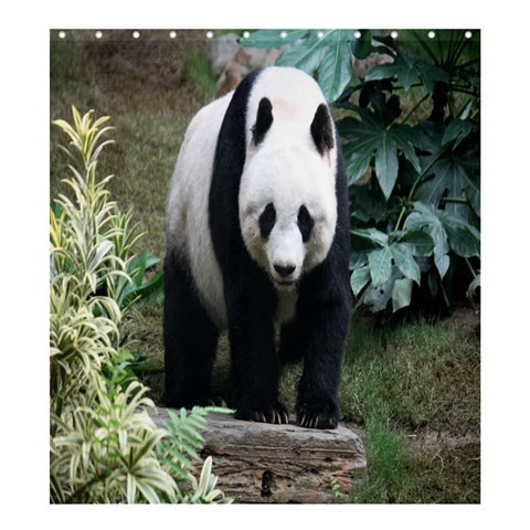 Shower0302 Bath Shower Curtain Panda Cute Funny Animal In Bamboo Jungle Nature Design Anime Fantasy.jpg
