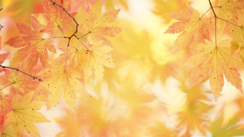 2133031 1920x1080 Leaves of Fall.jpg