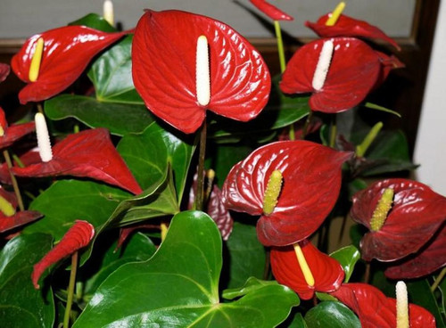 Buy Indoor Plants Online In Just A Few Clicks.jpg
