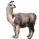 llama100
