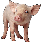pig100
