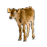 calf100
