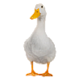 duck100