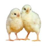 chicks
