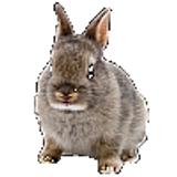 rabbit100