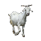 goat100