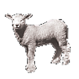 lamb100
