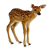 fawn.png