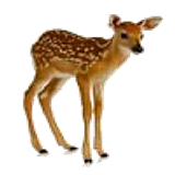 fawn