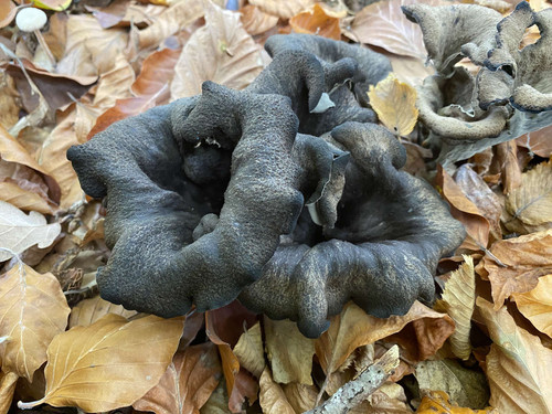 herbst1.jpg