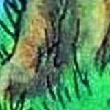 RUPERT33 17