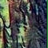 RUPERT33 21