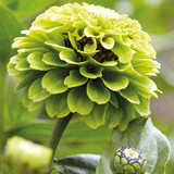 Zinnia elegans Queen Lime