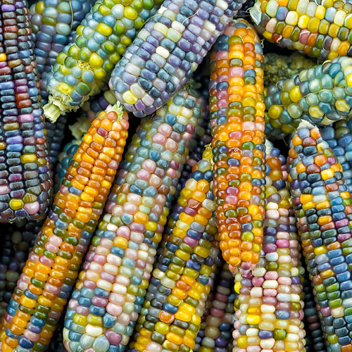 corn glass gem.jpg