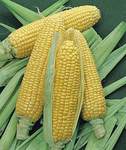Bodac­ious.jpg