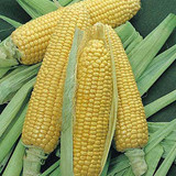 Bodac­ious