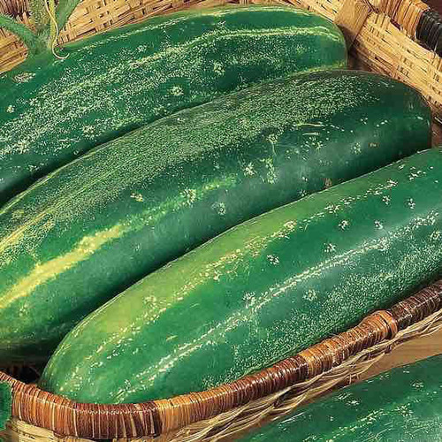 cucumber straight eight.jpg
