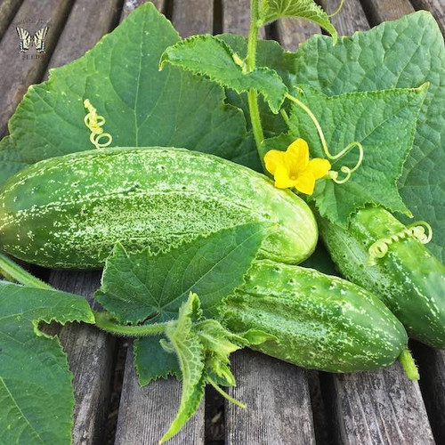 cucumber boston pickling.jpg