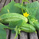 cucumber boston pickling