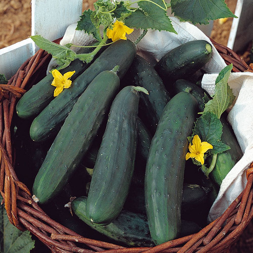 cucumber tasty green.jpg
