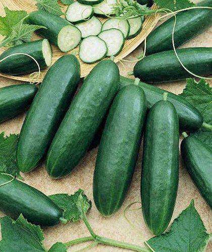 cucumber diva.jpg
