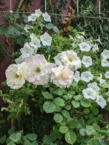 PXL 20221019 061622919 Franco Selly.jpg