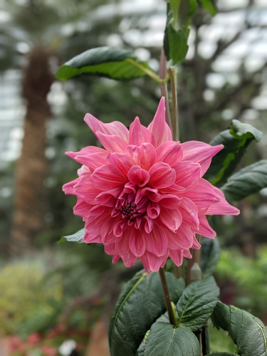 PXL 20221019 054805337.PORTRAIT Franco Selly.jpg