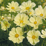 Cosmos bipinnatus Xanthos FSN