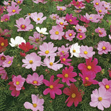 COSMEA SONATA MIXED