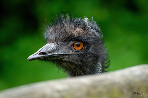  A7R0320 DeNoiseAI.jpg