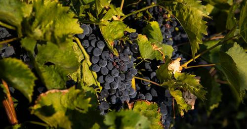 1260195959539012099?url=https%3A%2F%2Ffrance3 regions.francetvinfo.fr%2Fimage%2FPpQYrmCC05ff310BfhCc.jpg