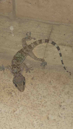 6DEE7468 88CF 47C5 8F96 200234F7E597.jpg