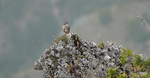 8151807385198534285?url=https%3A%2F%2Fcdnimpuls.com%2Fpiranjat.al%2Fmedia3%2F 1200 630 5c1ece380f310.jpg