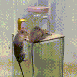 给我家老鼠看了，它说是摆拍.gif