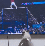 坏猫猫.gif