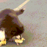 三十年河东 三十年河西 莫欺少年穷.gif