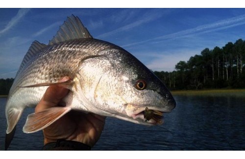 Redfish.jpg