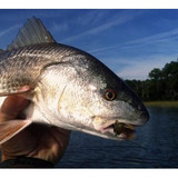 Redfish